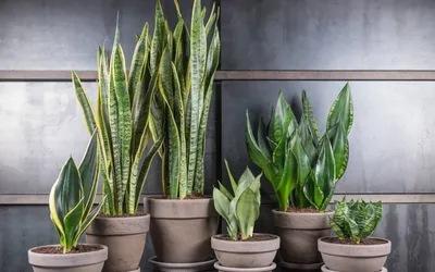 DIM.RIA – 11 растений, которые наполнят ваш дом кислородом