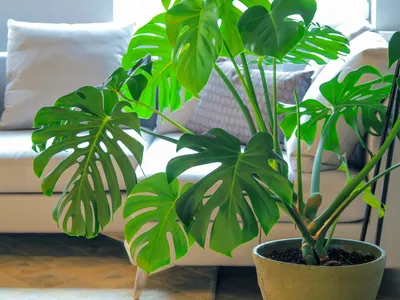 10 Опасных растений в моем доме - Ядовитые комнатные цветы ☣ - YouTube