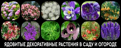 Ядовитые комнатные растения, фото и названия ядовитых домашних цветов,  комнатный молочай — чем опасен для человека | Houzz Россия