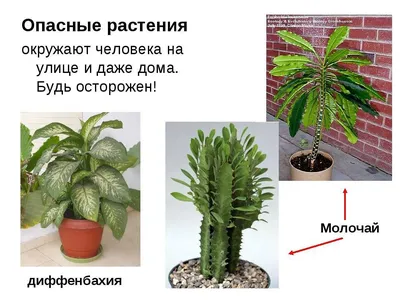 Осторожно! Ядовитые растения в доме! | Озеленяю мир 🍀 | Дзен