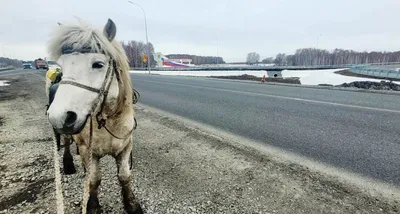 Якутские Азиатские Девушки Позируют С Руками Вверх Стоя На Склоне Хомы На  Фоне Северного Тайгского Леса — стоковые фотографии и другие картинки  Азиатского и индийского происхождения - iStock