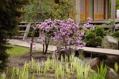 В гармонии с природой: В Крыму после реконструкции открылся уникальный Японский  сад - KP.RU
