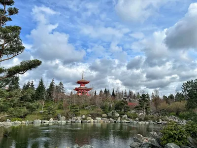 В Японский сад выстроилась огромная очередь «за сакурой» - Москвич Mag