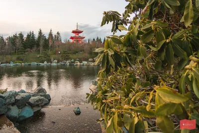 В парке «Краснодар» открыли Японский сад – Коммерсантъ Краснодар
