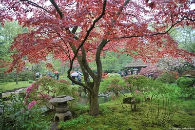 Японский Сад Природа стоковое фото ©PantherMediaSeller 335372002