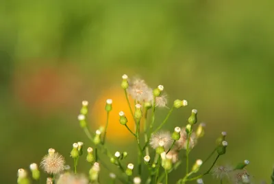 Цветы Лето Природа Яркие - Бесплатное фото на Pixabay - Pixabay