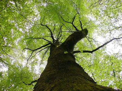 Зеленая крона Ясеня маньчжурского: фото для любителей природы