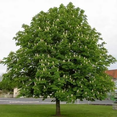 Ясень маньчжурский: изображение для тех, кто любит деревья