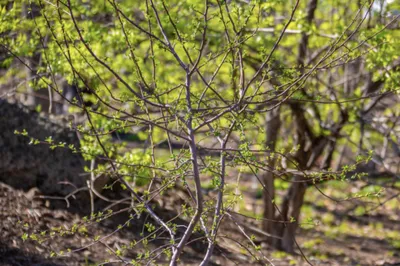 Фото Ясеня маньчжурского: зеленый гигант среди деревьев