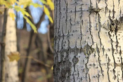 Ясень маньчжурский: изображение, которое будет красиво смотреться на любом устройстве