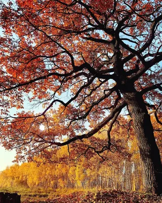 Ясень обыкновенный: прекрасный образец деревьев листопадных пород