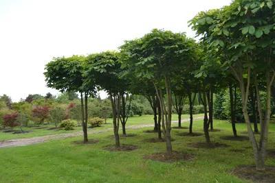 Ясень обыкновенный: дерево, которое обладает особой энергетикой