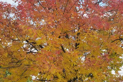 Ясень обыкновенный: дерево, которое символизирует мудрость и долголетие