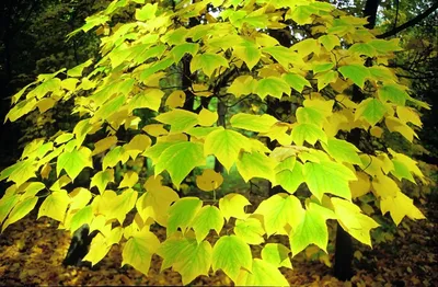 Ясень пенсильванский: фото с мокрыми листьями