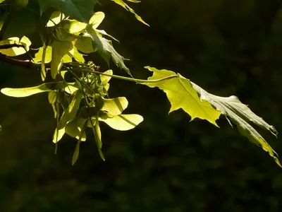Ясень пенсильванский: фото с желтыми листьями