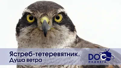 Серый Ястреб, воздушный змей 2.3 метра купить в Москве в интернет-магазине  по цене 1390 руб. - Фкайт.ру