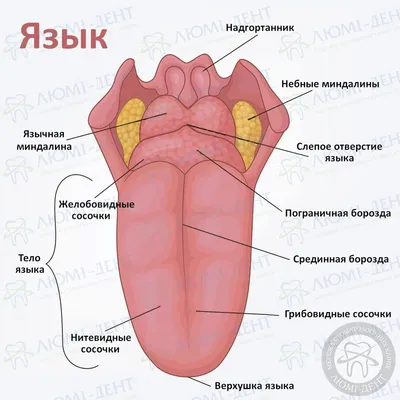 Язык человека: что это, где находится, как выглядит и работает, почему  может болеть