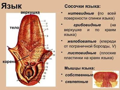 Анатомия человеческого языка | Анатомия и физиология | Дзен