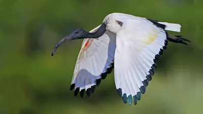 птица Ibis около красной воды Стоковое Фото - изображение насчитывающей  тропическо, малайзия: 17961632