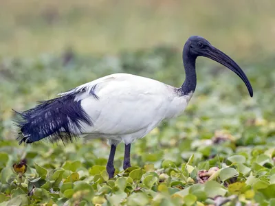 Птица Ruber Eudocimus Ibis алых экзотическая в среду обитания леса природы.  Красная птица, сидя на вечере ветви дерева красивом Стоковое Фото -  изображение насчитывающей стая, ангстрома: 200957672