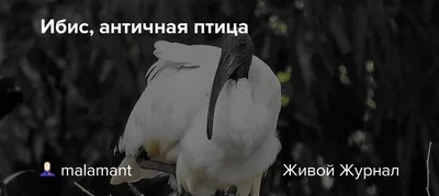 Отель Ibis белые птицы резерва фотографии. Изображение. Портрет.  Изображение. Птица водой. Распространенные крылья Стоковое Фото -  изображение насчитывающей померанцово, глаз: 186573390