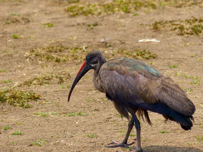 Черноголовый ибис - eBird