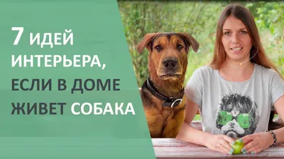 Лучшие породы собак для жизни в квартире: названия, описание, особенности  содержания: Звери: Из жизни: Lenta.ru