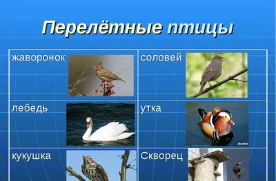 Рекордный перелет: птица совершила беспосадочное путешествие с Аляски на  остров Тасмания