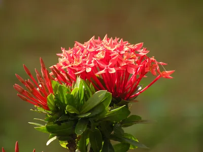 Фотография иксоры - как создать красивый цветочный аромат в вашем доме