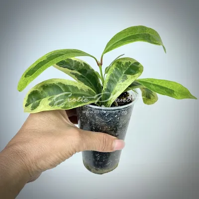 Картинка Иксоры: Почему это одно из самых популярных комнатных растений