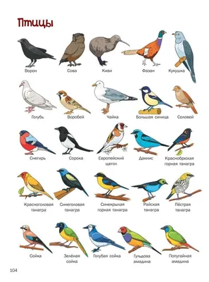 Имена птиц с картинками фото