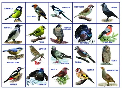 Имена птиц с картинками фотографии