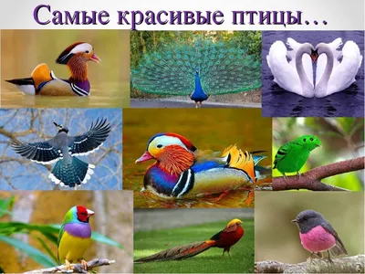 Картинки птицы весной для детей с названиями (68 фото) » Картинки и статусы  про окружающий мир вокруг