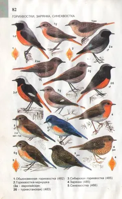 Картинки окружающий мир птица (69 фото) » Картинки и статусы про окружающий  мир вокруг