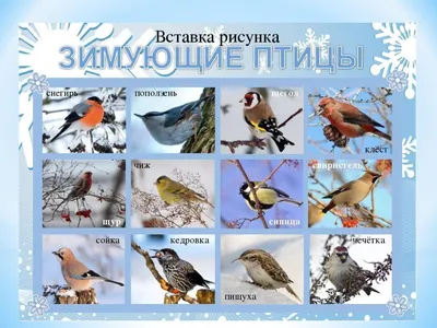 Названия птиц и их картинки для детей