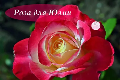 Поздравления с 8 марта Юлии » Голосом Путина, аудио, голосовые, в стихах,  открытки и картинки