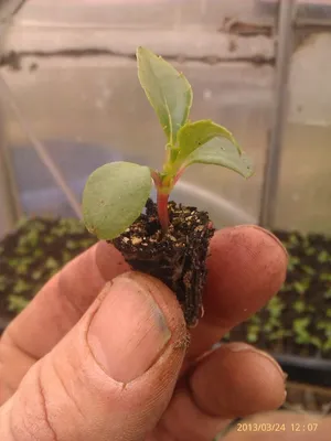 Фотография Импатиенса (бальзамина) - как использовать растение для лечебных целей