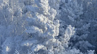 В Йошкар-Оле поезд Деда Мороза посетили 7300 детей | 06.12.2022 |  Йошкар-Ола - БезФормата