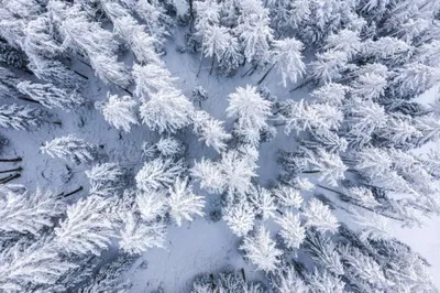 Новогоднее настроение большой, …» — создано в Шедевруме