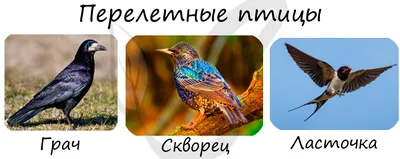 Дидактическое пособие. Лэпбук «Красная книга» (7 фото). Воспитателям  детских садов, школьным учителям и педагогам - Маам.ру