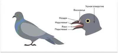 Переведите текст про киви. Пожалуйста срочно - Школьные Знания.com