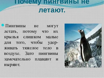 Дидактическое пособие. Лэпбук «Красная книга» (7 фото). Воспитателям  детских садов, школьным учителям и педагогам - Маам.ру