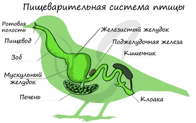 Рассказ о птице, которая не летает. | Родительница-мучительница | Дзен