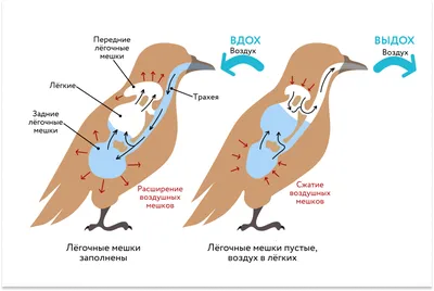 ПОКОРМИТЕ ПТИЦ ЗИМОЙ