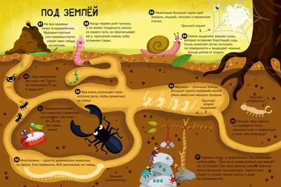 100 Интересных фактов. Животные - купить с доставкой по Москве и РФ по  низкой цене | Официальный сайт издательства Робинс