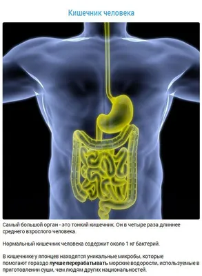 Невероятные факты о внутренних органах (15 фото) » Невседома - жизнь полна  развлечений, Прикольные картинки, Видео, Юмор, Фотографии, Фото, Эротика.  Развлекательный ресурс. Развлечение на каждый день