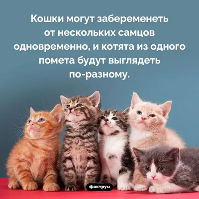 Все о котах и кошках All About Cats | Facebook