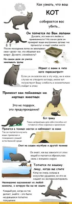 8 августа – Всемирный день кошек. Интересные факты о кошках, приметы и  небольшой опрос на тему “Есть ли у вас дома кошка?” | Местное время -  новости Рубцовска и Алтайского края