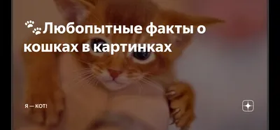 7 самых любопытных фактов о взаимоотношениях человека и кошки / отношения  :: интересное (интересные факты, картинки и истории ) :: человек :: факты  :: коты :: живность :: кошки / смешные картинки