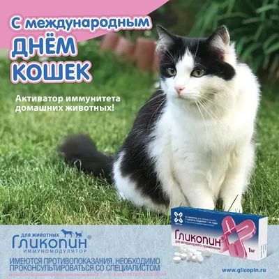 🐾Любопытные факты о кошках в картинках | Я — Кот! | Дзен